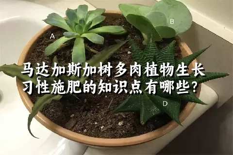 马达加斯加树多肉植物生长习性施肥的知识点有哪些？	