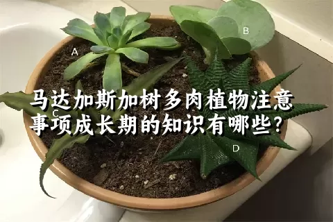 马达加斯加树多肉植物注意事项成长期的知识有哪些？ 