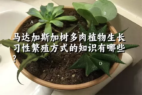 马达加斯加树多肉植物生长习性繁殖方式的知识有哪些？