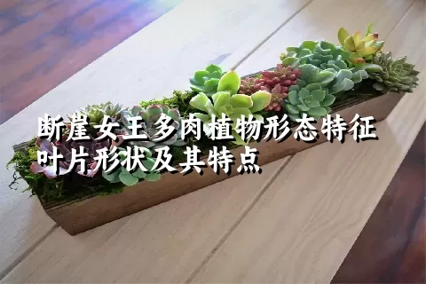 断崖女王多肉植物形态特征叶片形状及其特点