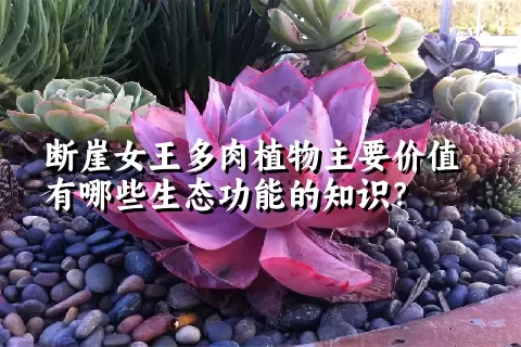 断崖女王多肉植物主要价值有哪些生态功能的知识？