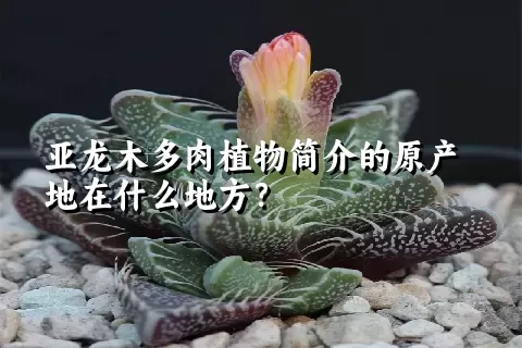 亚龙木多肉植物简介的原产地在什么地方？