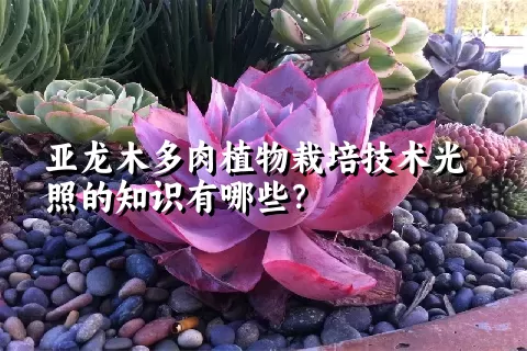 亚龙木多肉植物栽培技术光照的知识有哪些？ 