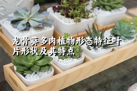 龙骨葵多肉植物形态特征叶片形状及其特点