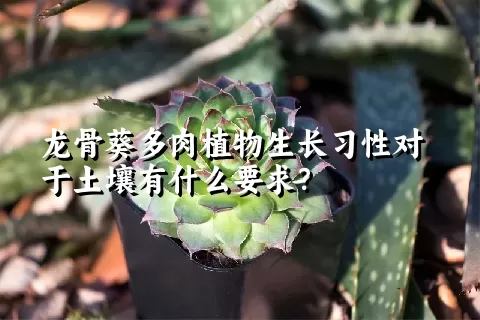 龙骨葵多肉植物生长习性对于土壤有什么要求？	