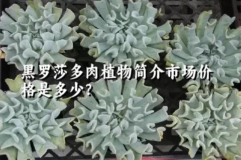 黑罗莎多肉植物简介市场价格是多少？