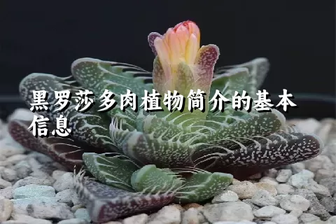 黑罗莎多肉植物简介的基本信息