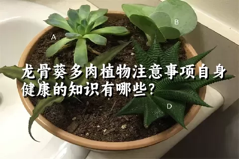 龙骨葵多肉植物注意事项自身健康的知识有哪些？