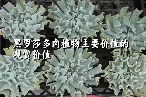 黑罗莎多肉植物主要价值的观赏价值