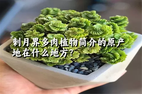 刺月界多肉植物简介的原产地在什么地方？