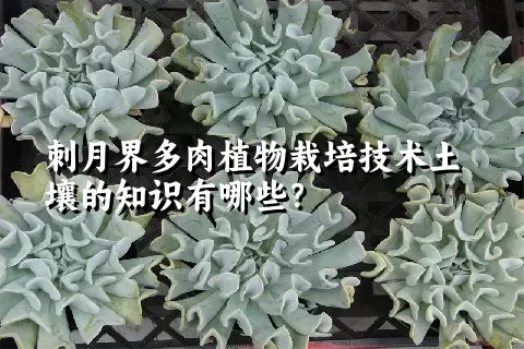 刺月界多肉植物栽培技术土壤的知识有哪些？