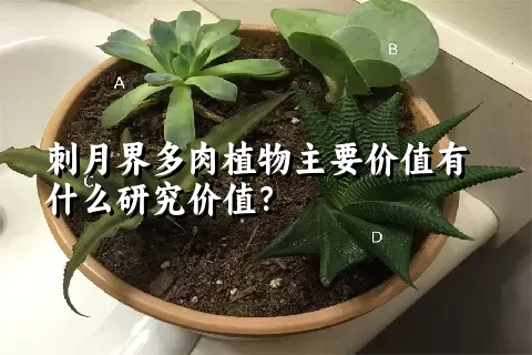 刺月界多肉植物主要价值有什么研究价值？