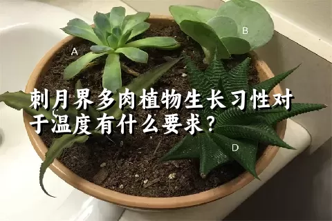 刺月界多肉植物生长习性对于温度有什么要求？