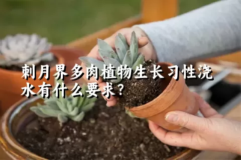 刺月界多肉植物生长习性浇水有什么要求？	