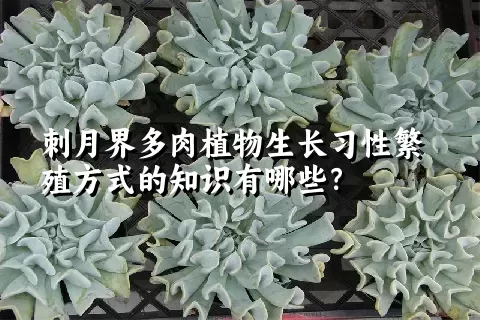 刺月界多肉植物生长习性繁殖方式的知识有哪些？