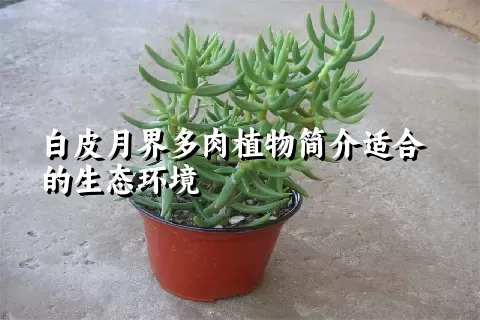 白皮月界多肉植物简介适合的生态环境