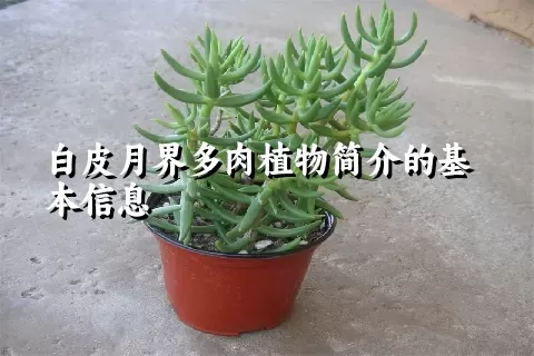 白皮月界多肉植物简介的基本信息