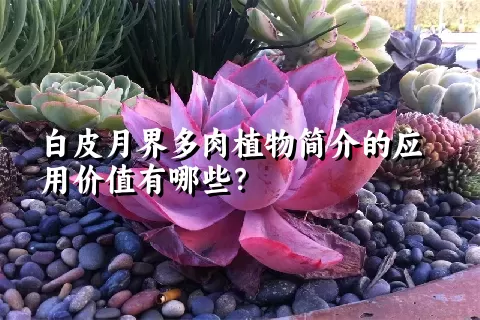 白皮月界多肉植物简介的应用价值有哪些？