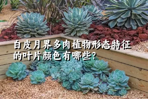 白皮月界多肉植物形态特征的叶片颜色有哪些？