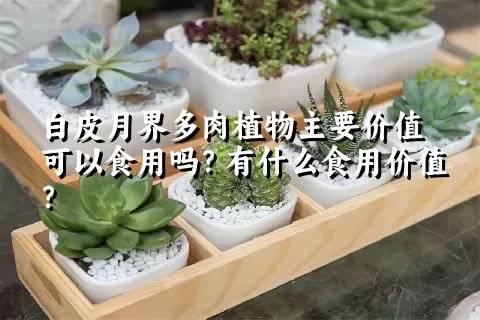 白皮月界多肉植物主要价值可以食用吗？有什么食用价值？