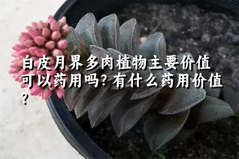 白皮月界多肉植物主要价值可以药用吗？有什么药用价值？