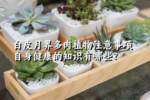 白皮月界多肉植物注意事项自身健康的知识有哪些？