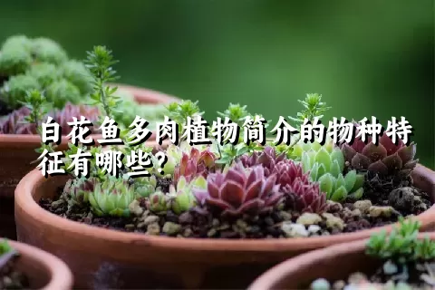 白花鱼多肉植物简介的物种特征有哪些？