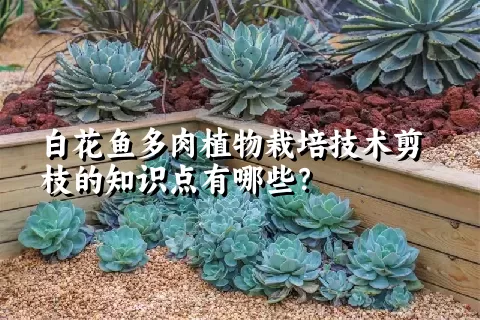 白花鱼多肉植物栽培技术剪枝的知识点有哪些？