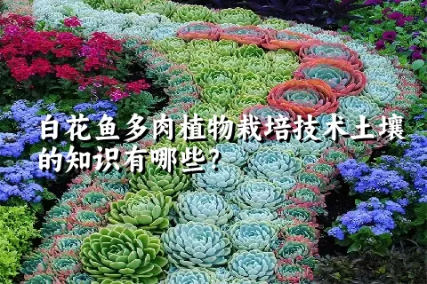 白花鱼多肉植物栽培技术土壤的知识有哪些？