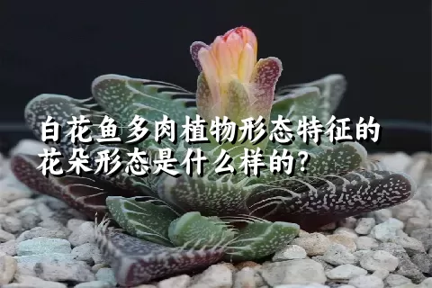 白花鱼多肉植物形态特征的花朵形态是什么样的？