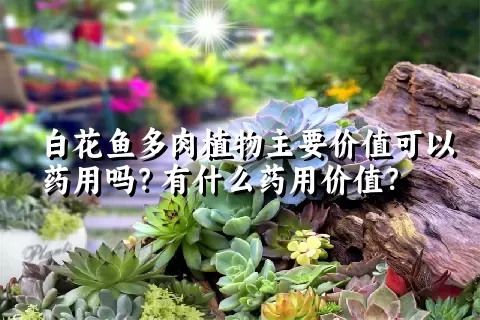 白花鱼多肉植物主要价值可以药用吗？有什么药用价值？