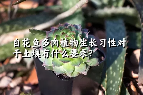 白花鱼多肉植物生长习性对于土壤有什么要求？	