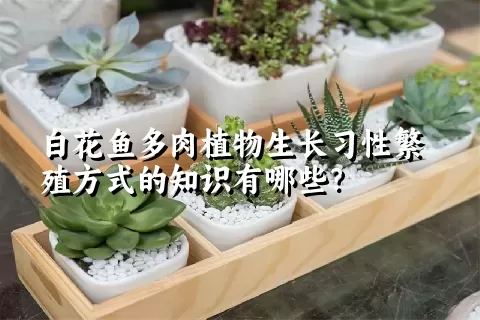 白花鱼多肉植物生长习性繁殖方式的知识有哪些？