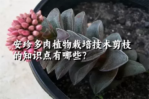 安珍多肉植物栽培技术剪枝的知识点有哪些？