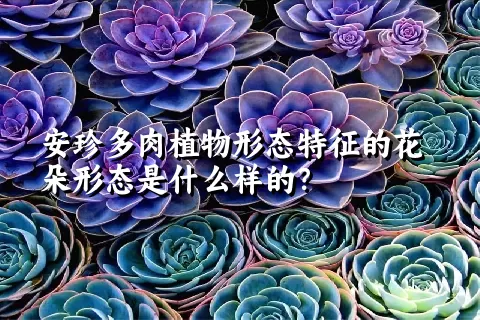 安珍多肉植物形态特征的花朵形态是什么样的？