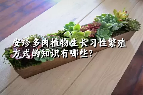 安珍多肉植物生长习性繁殖方式的知识有哪些？