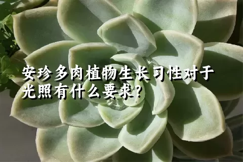 安珍多肉植物生长习性对于光照有什么要求？