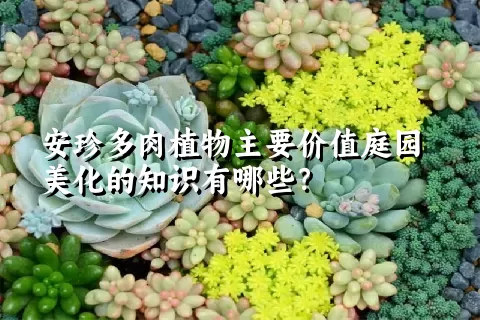 安珍多肉植物主要价值庭园美化的知识有哪些？