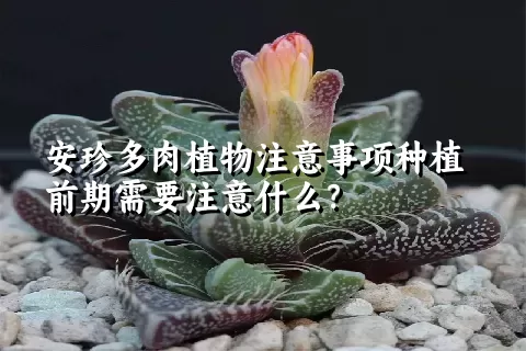 安珍多肉植物注意事项种植前期需要注意什么？ 