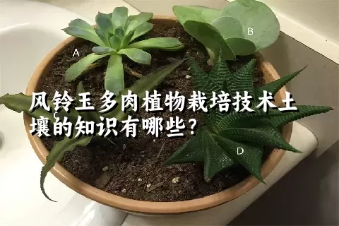 风铃玉多肉植物栽培技术土壤的知识有哪些？