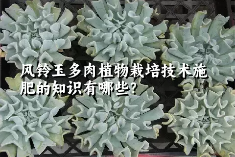 风铃玉多肉植物栽培技术施肥的知识有哪些？ 