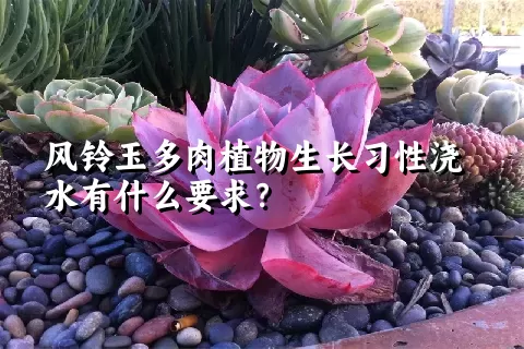 风铃玉多肉植物生长习性浇水有什么要求？	