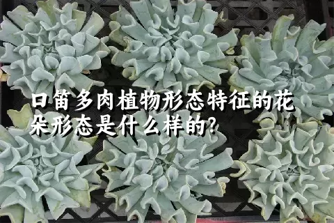 口笛多肉植物形态特征的花朵形态是什么样的？