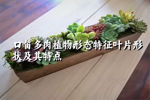 口笛多肉植物形态特征叶片形状及其特点