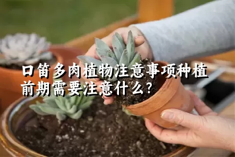 口笛多肉植物注意事项种植前期需要注意什么？ 