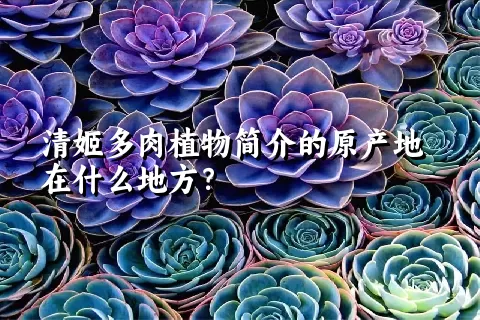 清姬多肉植物简介的原产地在什么地方？