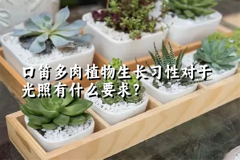 口笛多肉植物生长习性对于光照有什么要求？