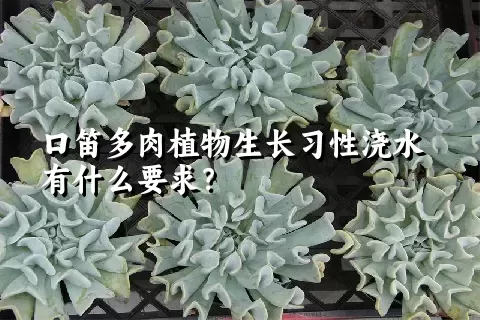 口笛多肉植物生长习性浇水有什么要求？	