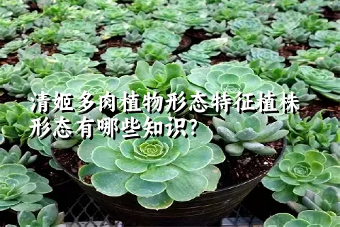 清姬多肉植物形态特征植株形态有哪些知识？