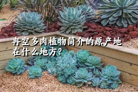 冉空多肉植物简介的原产地在什么地方？